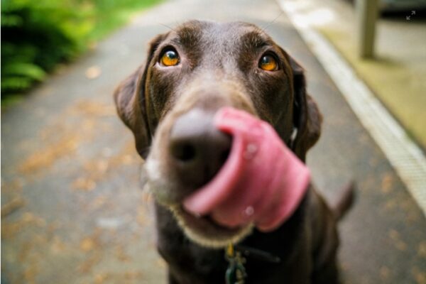 Dog's Body Language